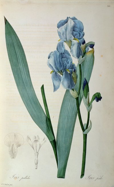 Iris Pallida, uit `Les Liliacees